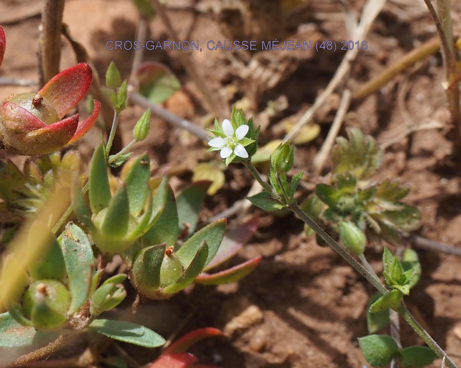 Sandwort, Thyme-leaved